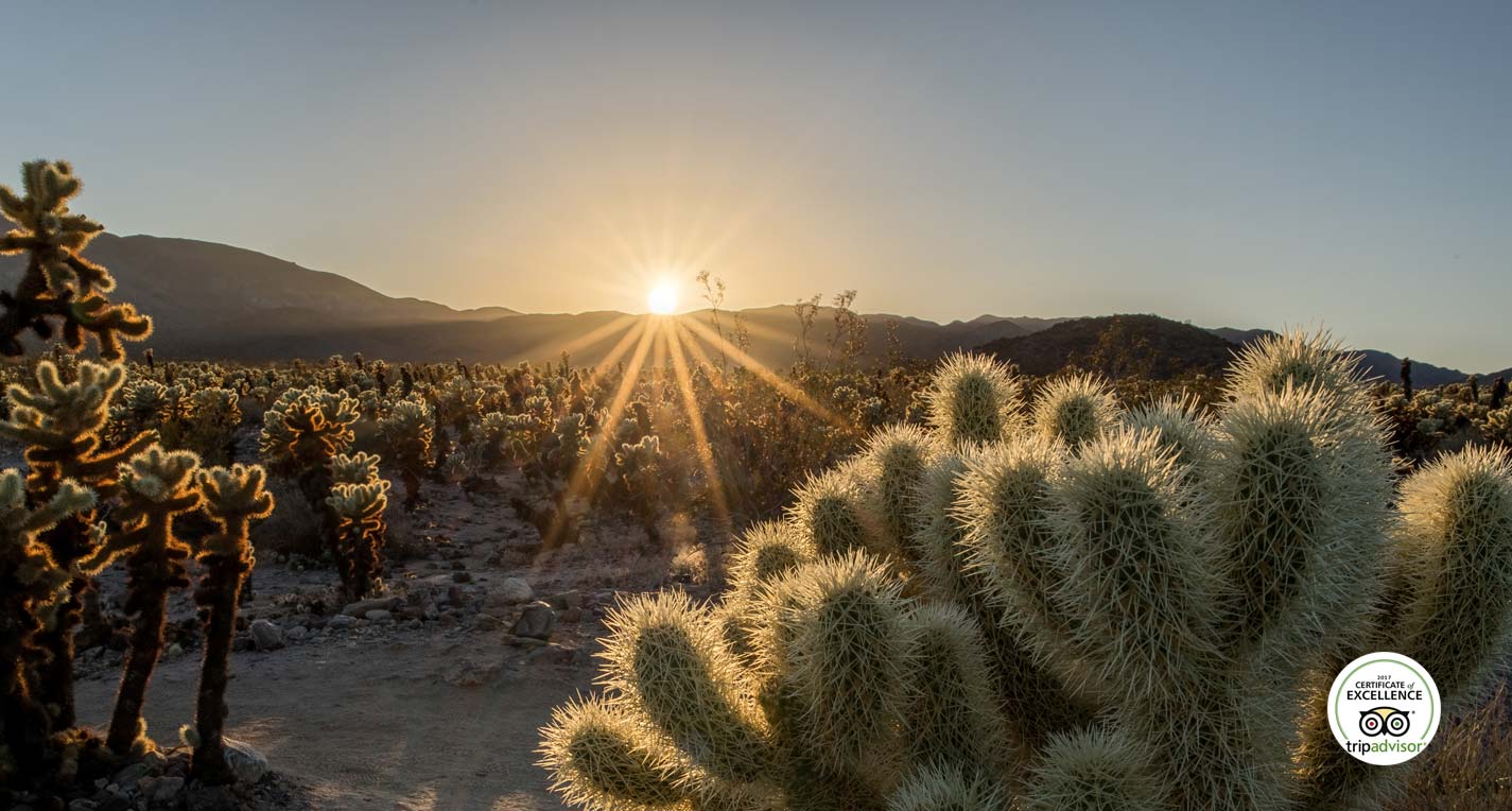 California Welcome Center: Visiting Joshua Tree