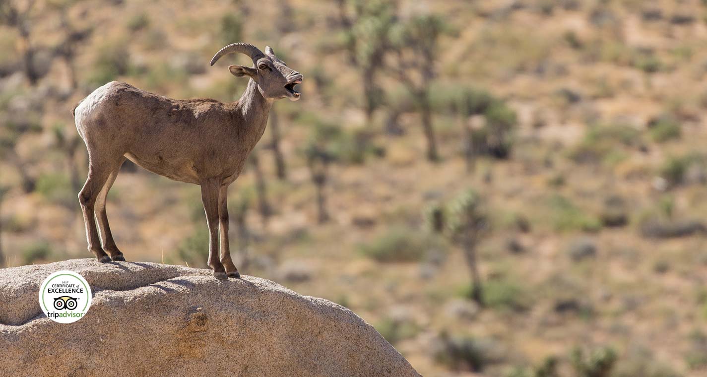 Joshua Tree National Park wildlife