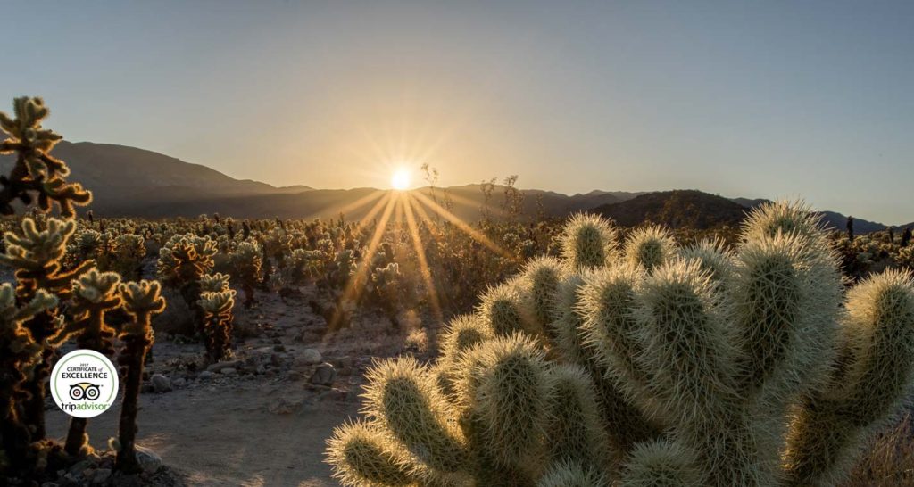 Joshua Tree National Park Cholla Garden