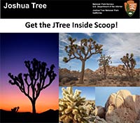 Joshua Tree National Park Inside Scoop