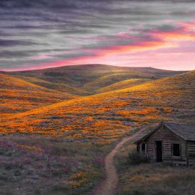 ArtEntry_GHitchcock_Entry1_CaliforniaPoppyField